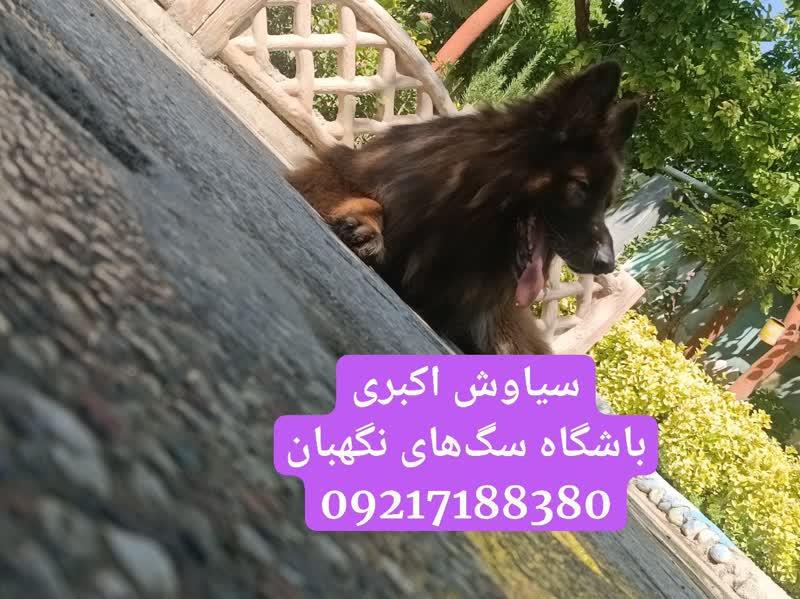 فروش سگ ژرمن شپرد اصیل - قیمت سگ ژرمن شپرد<br/><br/>سگ های بالغ ژرمن شپرد شولاین<br/><br/>بلک و دو رنگ<br/><br/>واکسیناسون شده و شناسنامه دار<br/><br/>انگل تراپی شده و گواهی اصالت و  buy-sell entertainment-sports pets