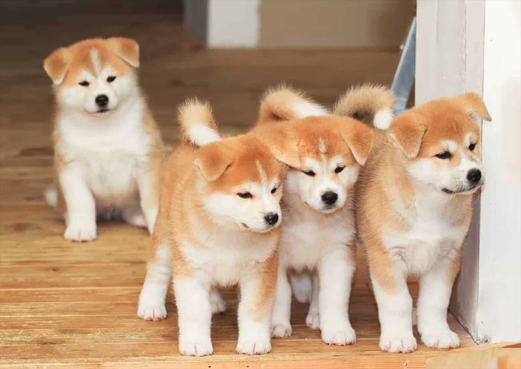 فروش سگهای آکیتا ژاپنی<br/>مناسبترین قیمت توله آکیتا را ارائه می دهیم .<br/>نر وماده<br/>واکسن خورده وانگل زدایی شده<br/>دارای گارانتی کتبی اصالت وسلامت<br/>جهت خرید مستق buy-sell entertainment-sports pets