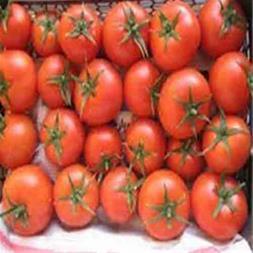 نشاء گوجه فرنگی باسیمو (8700) هیبرید Bassimo داری بوته های قوی با عملکرد و بازدهی بالاست. تیپ میوه این رقم گوجه فرنگی گرد بلوکی با وزن 220 تا 250 گرم  industry agriculture agriculture