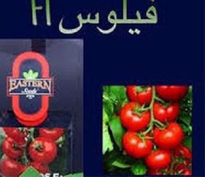 بذر گوجه فیلوس<br/><br/> محصول شرکت ایسترن ترکیه بوده که در پاکت های 1000 عددی به بازار عرضه می گردد. گوجه فیلوس از ارقام هیبرید گوجه گلخانه ای بوده که در بسی industry agriculture agriculture