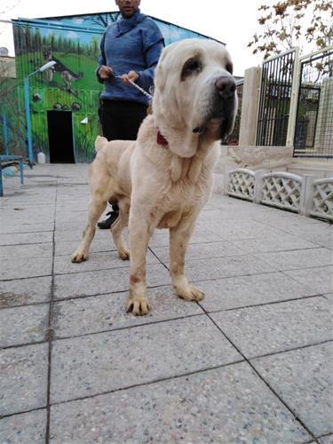 قیمت سگ آلابای ، خرید و فروش سگ نگهبان سگ های غول پیکر ترکمن<br/><br/>مناسب برای نگهبانی ، به چوپان آسیای مرکزی نیز معروف هستند .<br/><br/>تمامی سگهای مجموعه ی ما انگ buy-sell entertainment-sports pets
