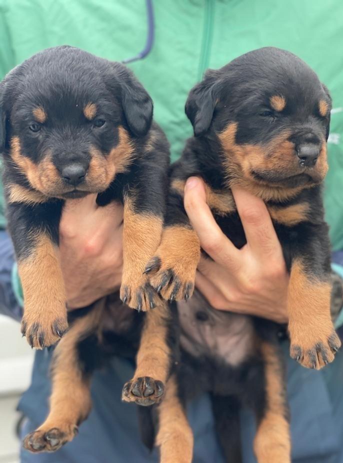 پرورش سگ های روتوایلر نر و ماده در باشگاه سگهای نگهبان امیر پاشا<br/>همرا با اموزش حرفه ای<br/>تحت نظر دامپزشک<br/>دارای کارت سلامت<br/>واکسن زده و انگل تراپی شده<br/>منا buy-sell entertainment-sports pets