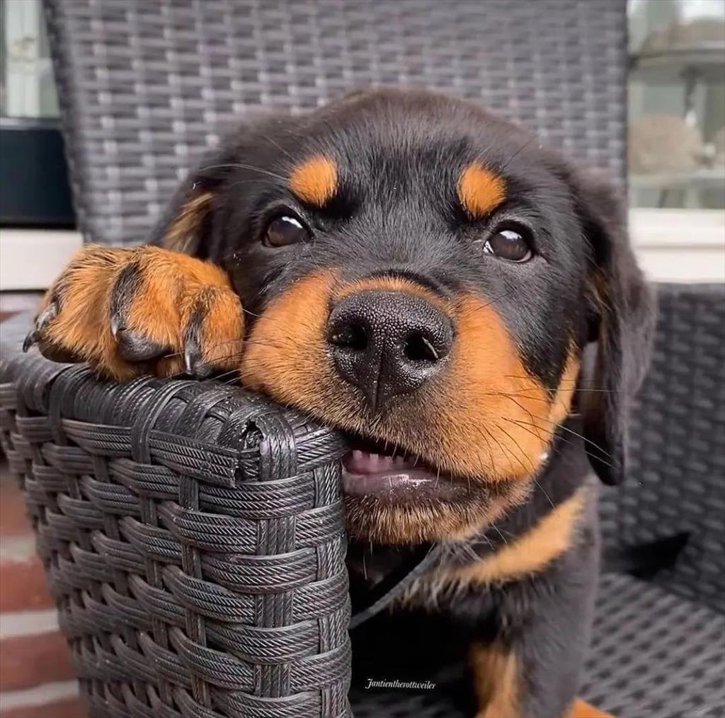 خرید و فروش سگ روتوایلر اصیل<br/>حرفه ای و باهوش<br/>اموزش دیده<br/>دارای اصالت نامه کتبی مادام‌العمر<br/>واکسینه شده<br/>امکان ارسال به سراسر کشور در کمترین زمان buy-sell entertainment-sports pets