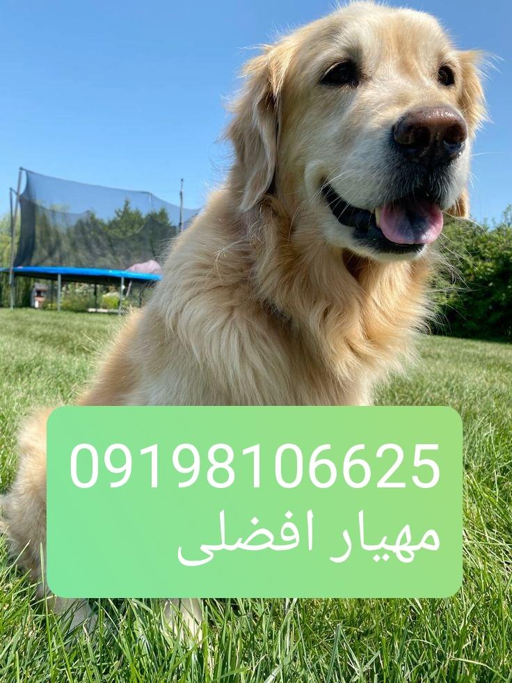 فروش ویژه سگ های گلدن رتریور درجه یک در بزرگترین و معتبر ترین باشگاه سگ های نگهبان<br/>اگر دنبال یک سگ مهربان ، باهوش و زیبا هستید که رابطه ی خوبی با بچه  industry livestock-fish-poultry livestock-fish-poultry