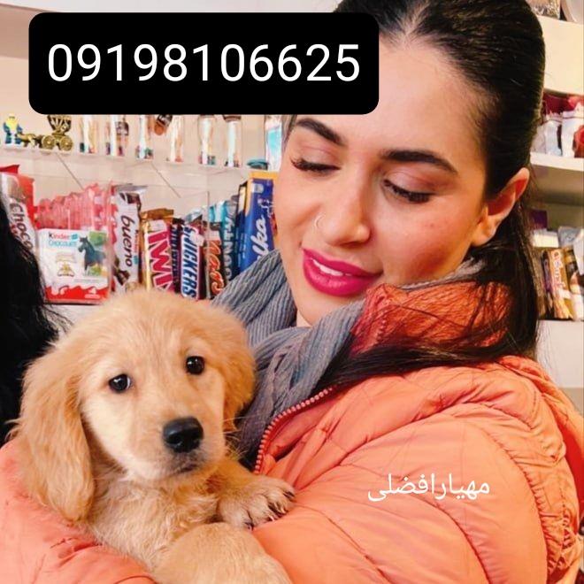 فروش توله سگ گلدن رتریور  با کیفیت لهستانی <br/>فروش سگگلدن رتریور در رنگبندی بی نظیر دارچینی و طلایی<br/>توله سگهای شصت روزه گلدنرریور واکسینه شده <br/>قیمت سگگل industry livestock-fish-poultry livestock-fish-poultry