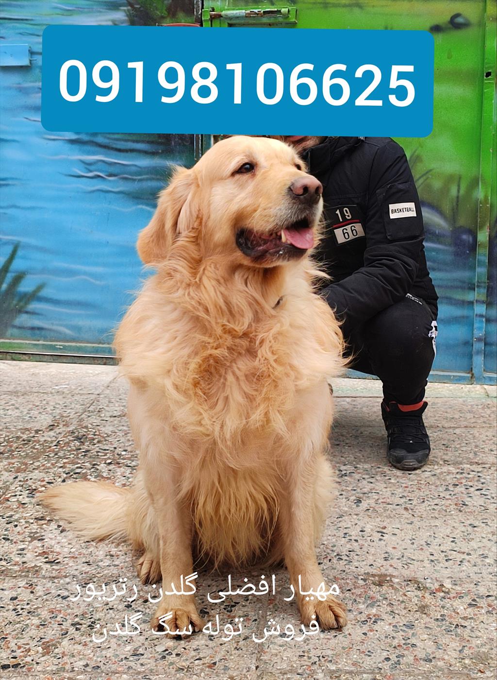 سگ گلدن رتریور فروش سگ گولدن رتریور<br/> <br/>فروش سگ طلایی گلدن رتریور با مدارک اصالت و سلامت <br/> فروش توله سگ های گلدن رتریورفروش سگ طلایی گلدن رتریور <br/> <br/>فروش industry livestock-fish-poultry livestock-fish-poultry