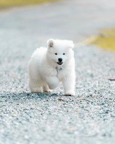 خرید سگ سامویید سفید خالص<br/>سامویید سگی بسیار تنومند و قوی است.<br/>این نژاد بسیار مناسب جهت گارد می باشد.<br/>با کیفیت ترین سگ های سامویید را همراه با تاییدیه  buy-sell entertainment-sports toy