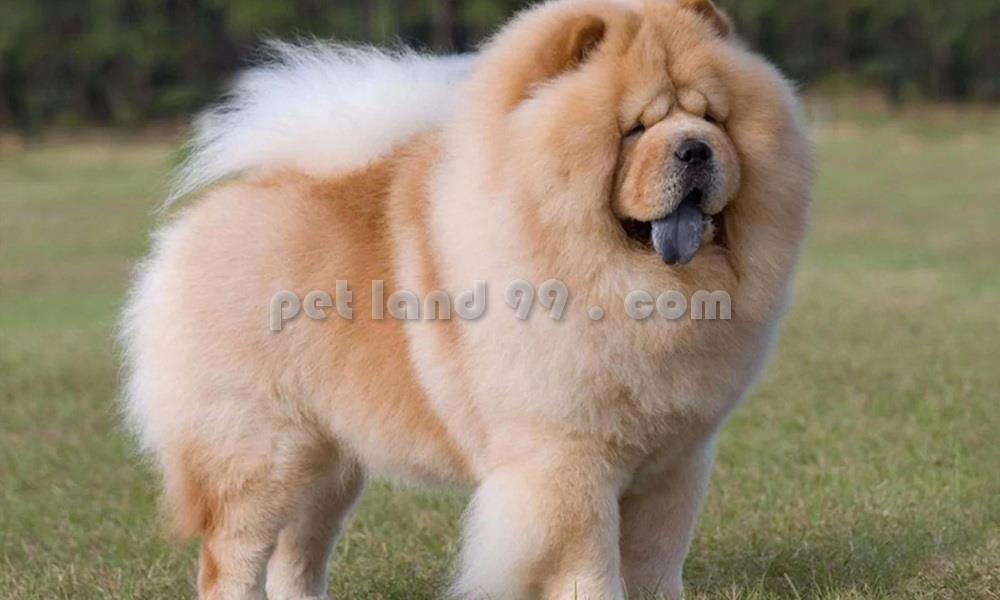 آکادمی و آرایشگاه حیوانات خانگی پت لند 99 با 11 سال سابقه در ارائه خدمات اصلاح و پیرایش حیوانات خانگی و 9 سال تجربه مستمر در امر آموزش و پرورش هنرجویا industry other-industries other-industries