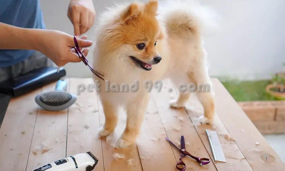 آکادمی و آرایشگاه حیوانات خانگی پت لند 99 با 11 سال سابقه در ارائه خدمات اصلاح و پیرایش حیوانات خانگی و 9 سال تجربه مستمر در امر آموزش و پرورش هنرجویا industry other-industries other-industries