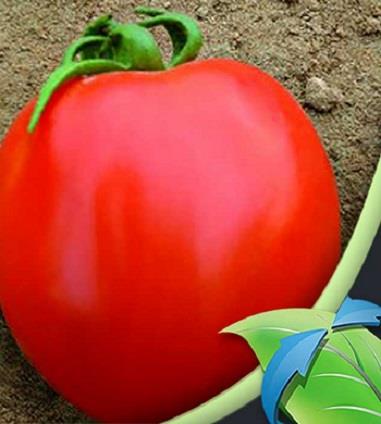 بذر گوجه برليان از يكنواختى بالايى از نظر اندازه و شكل برخوردار است. ميوه ى اين نوع بذر قابليت آن را دارد كه ضمن برداشت به همراه كاسبرگ جدا شود، از اي industry agriculture agriculture