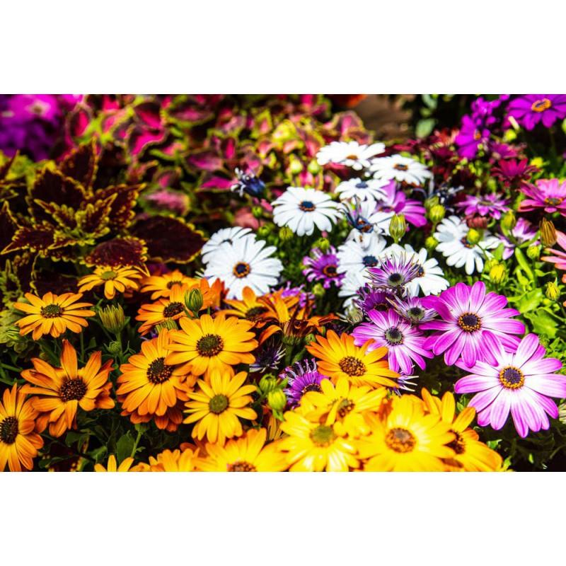 گل همیشه بهار یکی از گل های مقاوم به سرما و گرما می باشد که در تمام طول سال گل های ش را شکوفا می کند. در میان انواع گل همیشه بهار ، فروش بذر گل همیشه  industry agriculture agriculture