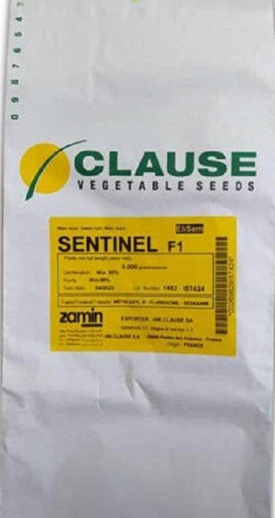 بذر ذرت شیرین سنتینل رقمی هیبرید و میان رس از شرکت کلوز فرانسه است. این رقم از نوع سوپرسوئیت و دارای دانه‌های بسیار شیرین با کیفیت بسیار بالا است. ذرت industry agriculture agriculture