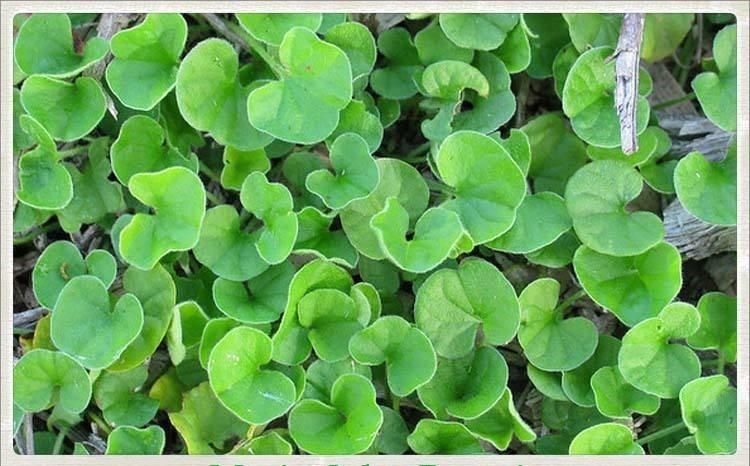 بذر چمن <br/>انواع بذر چمن و شبدر زینتی<br/>بذر چمن امریکایی<br/>بذر چمن افریقایی<br/>بذر چمن هلندی<br/>بذر شبدر دایکوندرا<br/>انواع چمن:چمن اسپرت،چمن لولیوم،تاپیتو،چمن سوپر  industry other-industries other-industries