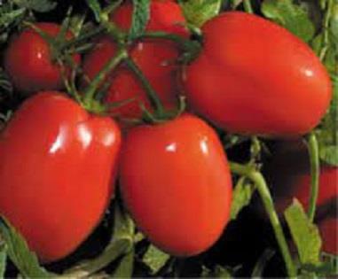 بذر گوجه فرنگی متین درجه یک برای فضای باز یکی از بذر‌های بسیار کاربردی و با کیفیت می باشد که متقاضیان زیادی را به خود جذب کرده است.<br/>زیرا این بذر مقاوم industry agriculture agriculture