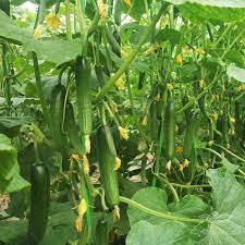 این رقم از خیار دارای عطر و طعمی بسیار عالی بوده و بوته هایی بسیار قوی و خوش فرم تولید می کند<br/>یکی ار مزیت های خیار هیبرید زودرس بودن آن است که در مدت  industry agriculture agriculture