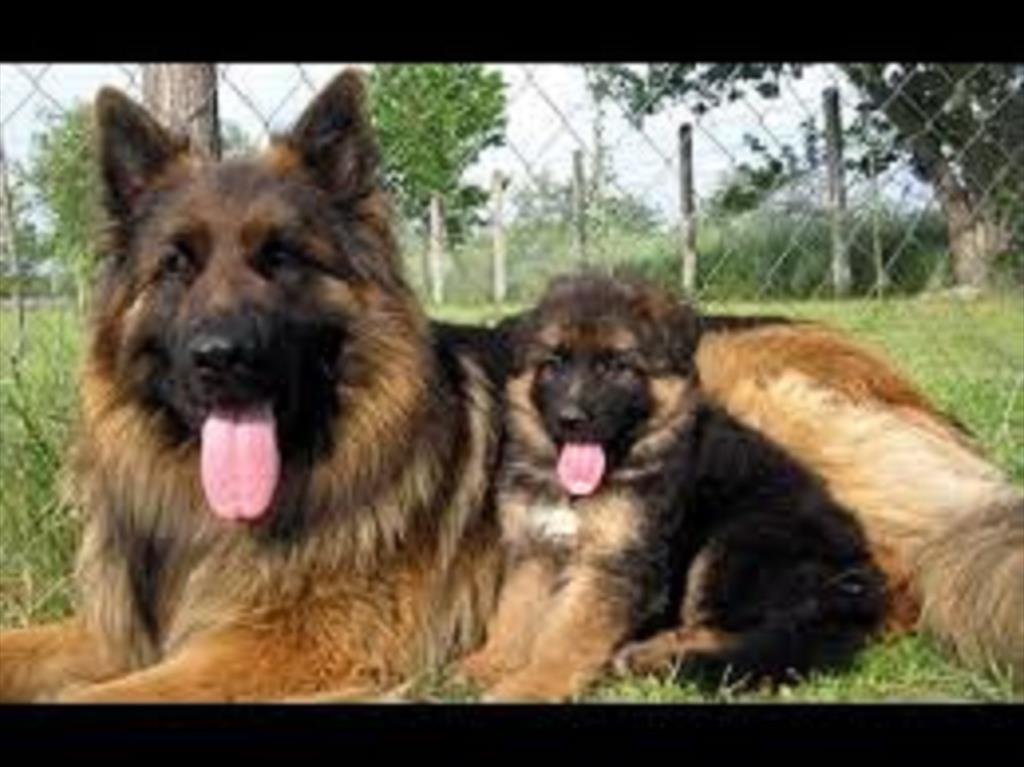 پرورش سگ های نگهبان و گارد به صورت حرفه ای به خصوص سگ های باهوش ژرمن شپرد تمامی سگ ها آموزش دیده هستند. از 25 روز تا 2 سال موبلند و موکوتاه سالم و تما buy-sell entertainment-sports pets