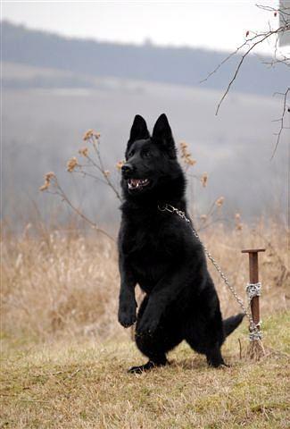 فروش ژرمن شپرد اصیل سگ ژرمن ذاتن سگ گارد و سگ نگهبان می باشد .<br/>فروش سگ ژرمنشپرد بلک شولاین موبلند فروش سگ توله سگ ژرمن شپرد بصورت همیشگی<br/>سگهای ژرمن دا industry livestock-fish-poultry livestock-fish-poultry