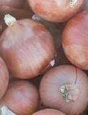 بذر پیاز والیستا<br/>مقاوم دربرابر آفتاب و بیماری ها<br/><br/>جهت استعلام با شماره درج شده تماس حاصل فرمایید<br/>ارسال پیش فاکتور قبل خرید<br/>عرضه انواع بذر<br/><<< industry agriculture agriculture