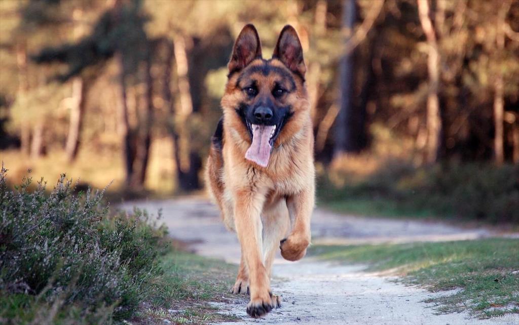 سگ ژرمن اصل،فروش ماده ژرمن<br/>خرید و فروش سگ ژرمن ماده ی اصیل<br/>اموزش دیده و تربیت شده<br/>واکسن زده و انگل تراپی شده<br/>اماده ی ارسال به سراسر کشور<br/>همه سگ‌ها شنا buy-sell entertainment-sports pets