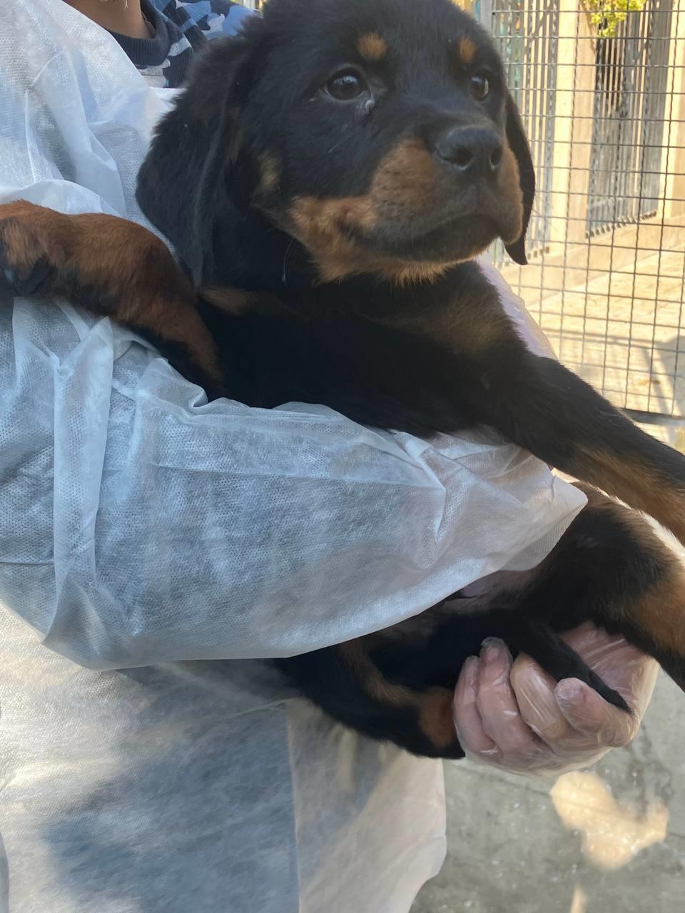 باشگاه سگهای نگهبان امیر پاشا<br/>با خرید و فروش سگهای روتوایلر توله ،نر و ماده<br/>اماده ی خدمت رسانی به شما عزیزان میباشد<br/>دارای مجوز رسمی از محیط زیست و دام buy-sell entertainment-sports pets