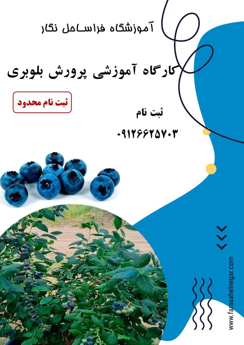 <br/>آموزش کاشت، داشت و برداشت بلوبری<br/>به مدت 2 روز بصورت کاربردی با پشتیبانی مدرک معتبر جزوات کاربردی<br/><br/>نحوه سرمایه گذاری<br/>توجیه اقتصادی در زمین و گلخانه<br/>خص services educational educational