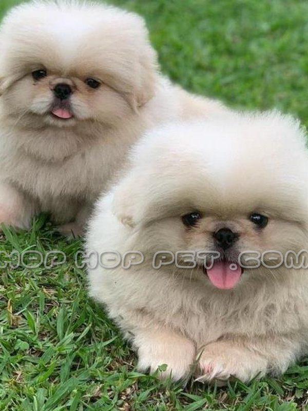 هاپ هاپ پت یک فروشگاه معتبر سگ، گربه، فروش پت و حیوانات خانگی، زیر نظر دامپزشک مستقر در مجموعه است. در این فروشگاه شرایطی فراهم کرده ایم تا علاقه مندا industry other-industries other-industries