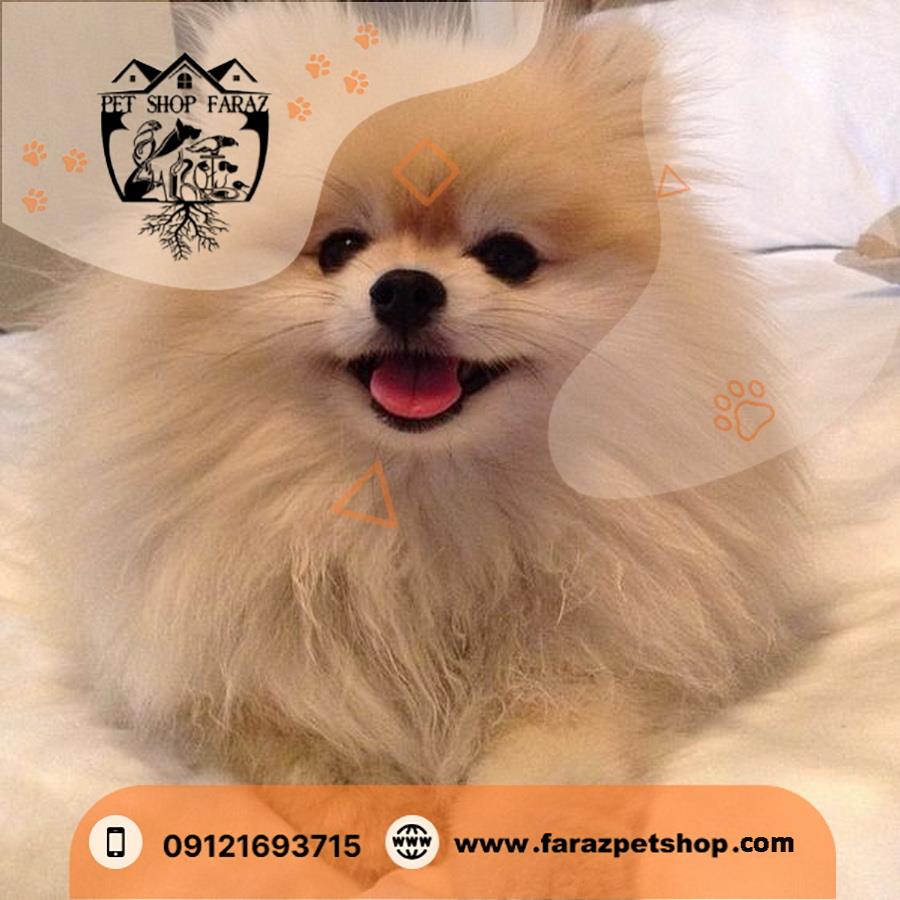 خرید و فروش سگ نیازمند دانش فراوان شناخت نژاد های خالص از نژاد های ترکیبی است و فراز پت شاپ با مدیریت فراز اسدی واگذاری بهترین نژاد های اصیل حیوانات خ industry other-industries other-industries