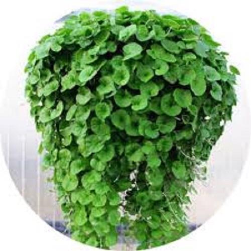 بذر شبدر زینتی دایکوندرا <br/><br/>گروه صنعتی تجاری تی تاک : <br/>توزیع بذر شبدر زینتی دایکوندرا<br/><br/>مشخصات بذر چمن شبدر دایکوندرا: <br/><br/>  - مناسب برای کشت در فضای سبز  industry other-industries other-industries