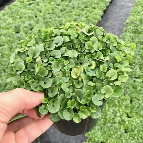 بذر شبدر زینتی دایکوندرا مناسب برای کشت در فضای سبز ، محوطه سازی در ویلا و منازل با پوشش سریع و همیشه سبز میباشد.<br/><br/>مناسب برای محیط هایی که پاخور زیادی industry agriculture agriculture